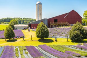 Lavender Hill Farms Barn with lavender