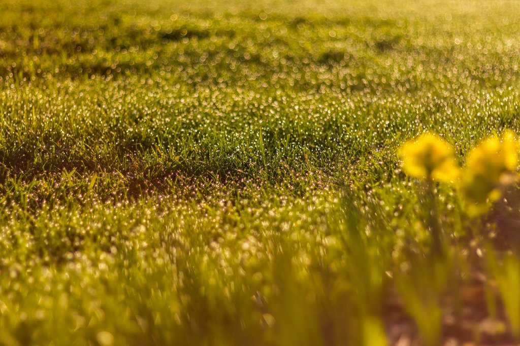 Grass with dew and dandelions